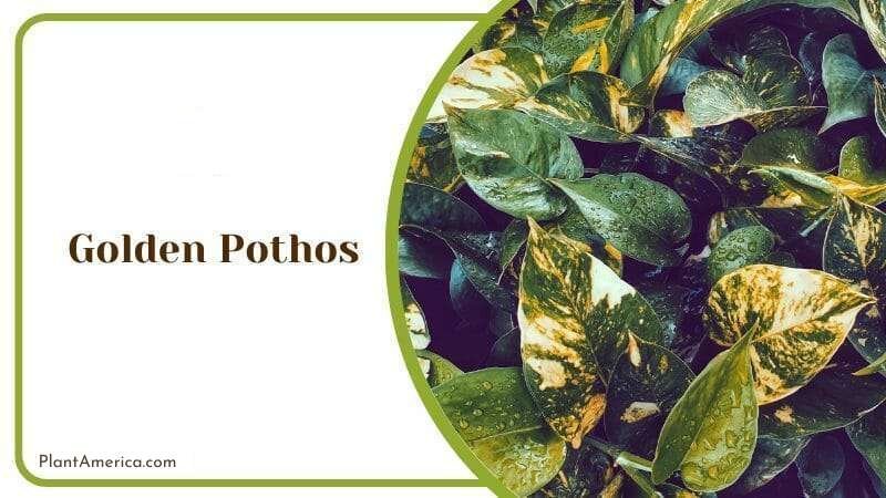 Golden Pothos Plant America