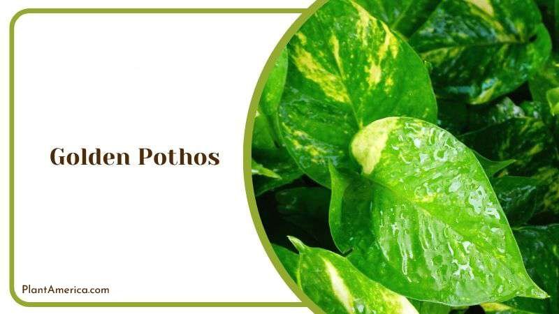 Golden Pothos or Devils Ivy Plant America Golden Pothos or Devils Ivy Plant America