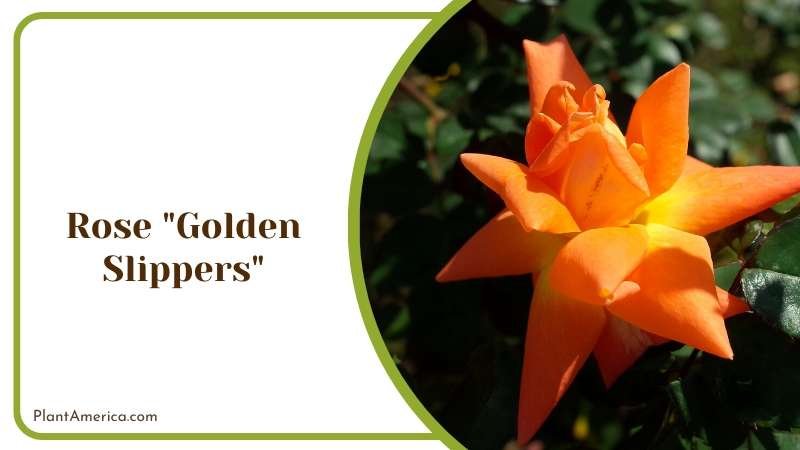 Golden Slippers Rose Bush Plant America