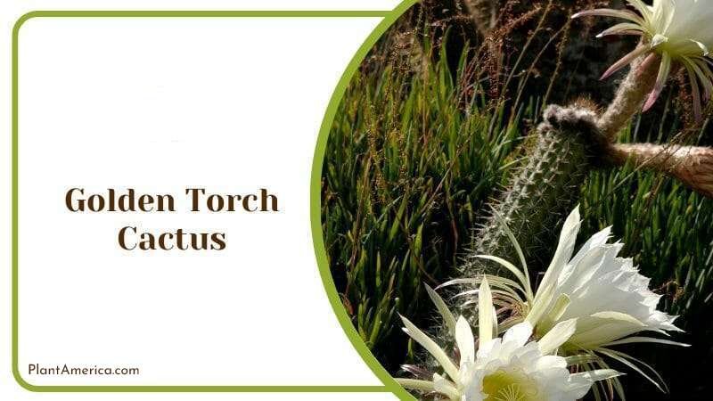 Golden Torch Cactus Feature Plant America Golden Torch Cactus Feature Plant America