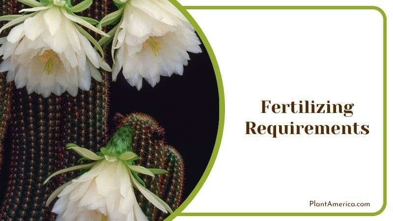 Golden Torch Cactus Fertilizing Plant America Golden Torch Cactus Fertilizing Plant America