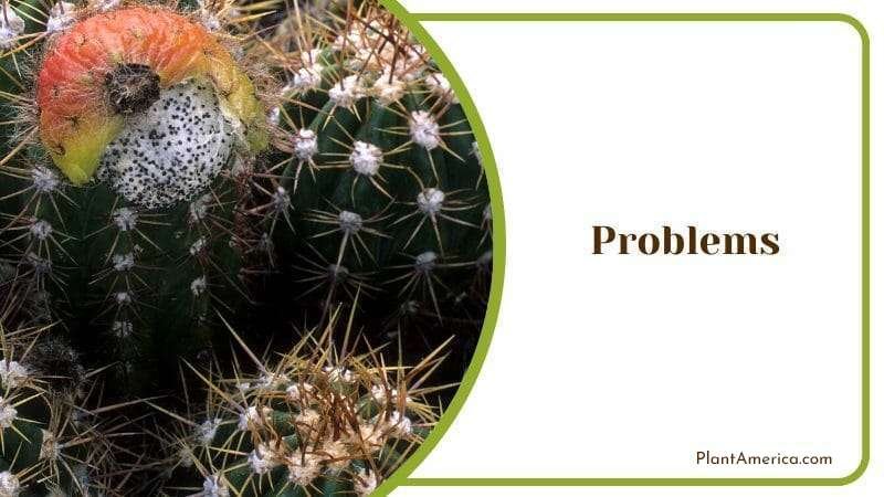 Golden Torch Cactus Problems Plant America Golden Torch Cactus Problems Plant America