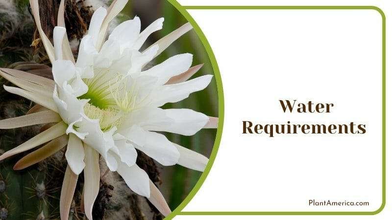 Golden Torch Cactus Water Plant America Golden Torch Cactus Water Plant America