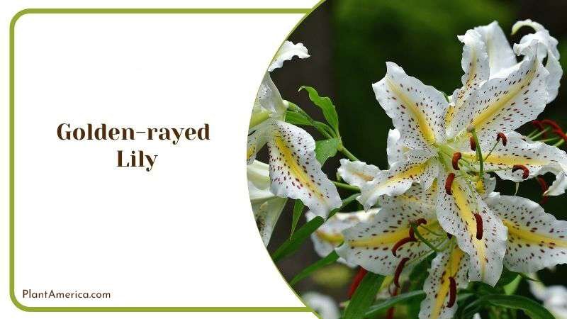 Golden rayed Lily Plant America Golden rayed Lily Plant America