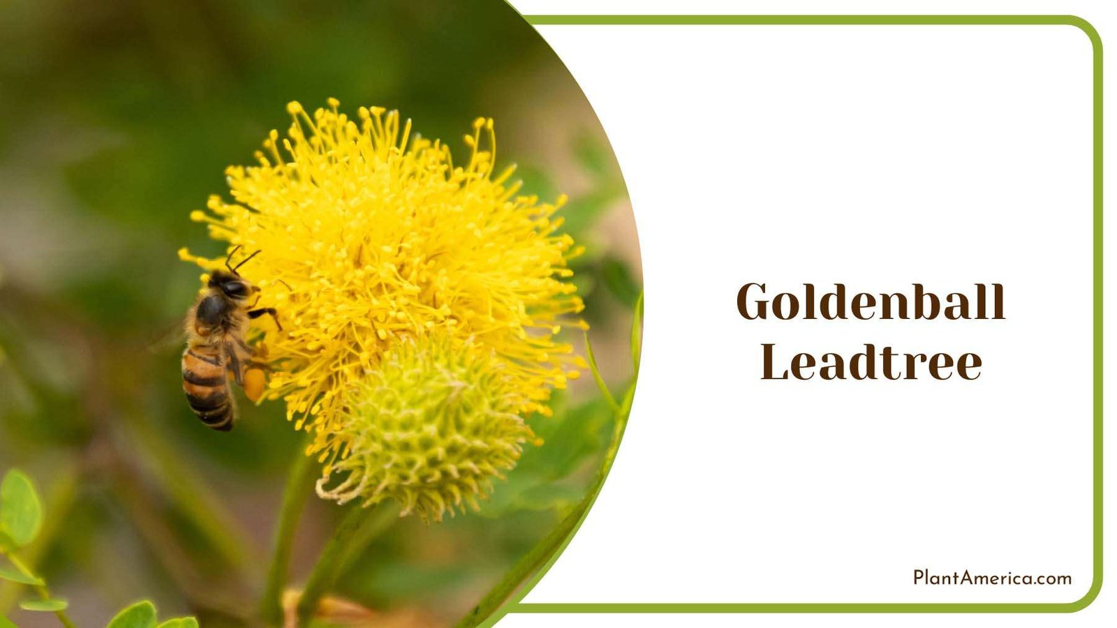 Goldenball Leadtree Plant America