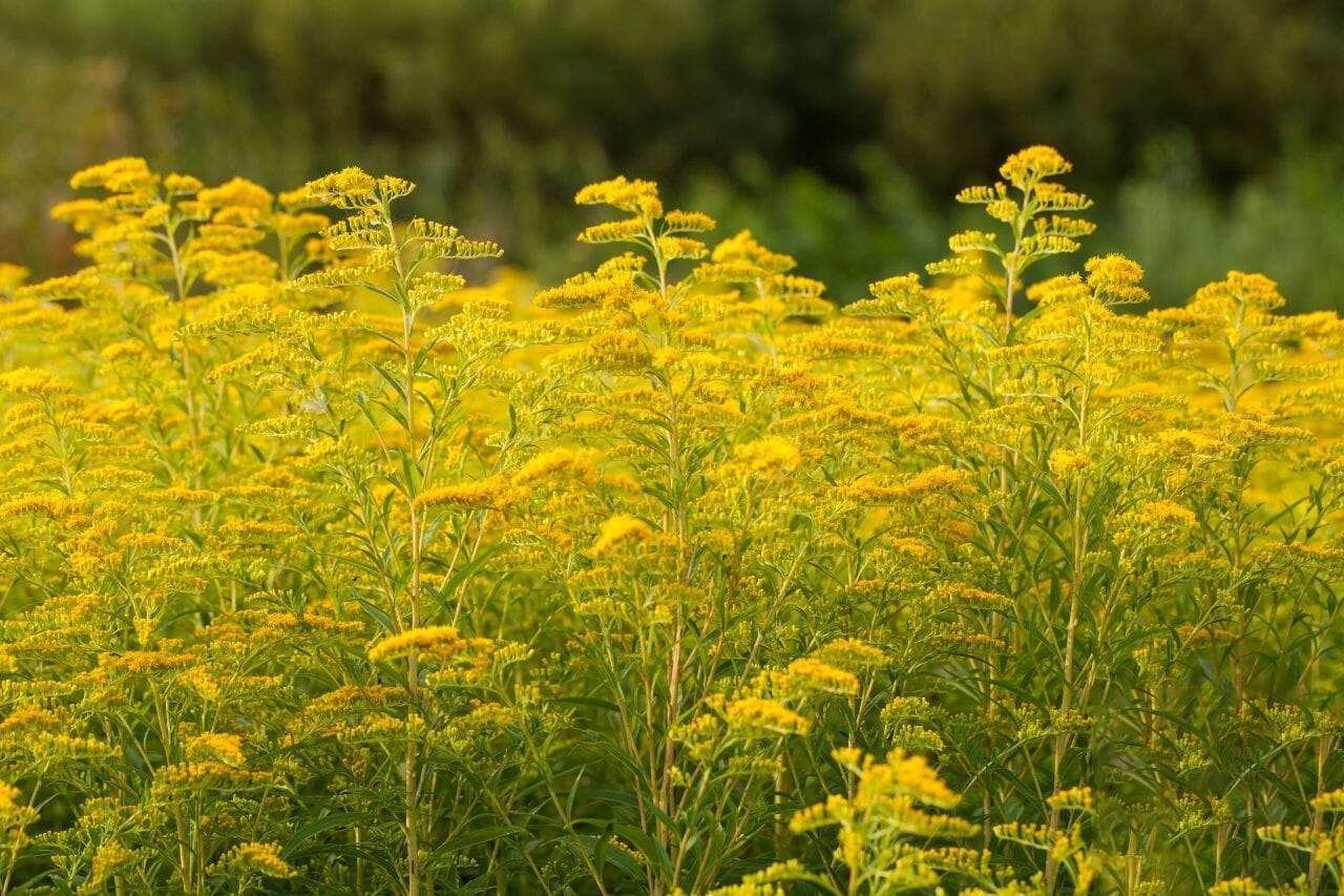 Goldenrod Plant America