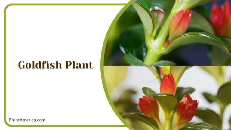 Goldfish Plant: Complete Guide on How to Grow This Plant at Home ... - Container Size For Goldfish Growth