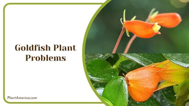 Goldfish is Not Blooming Plant America