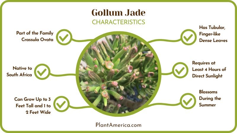 Gollum Jade Plant America