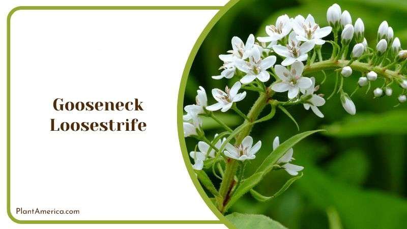 Gooseneck Loosestrife Plant America