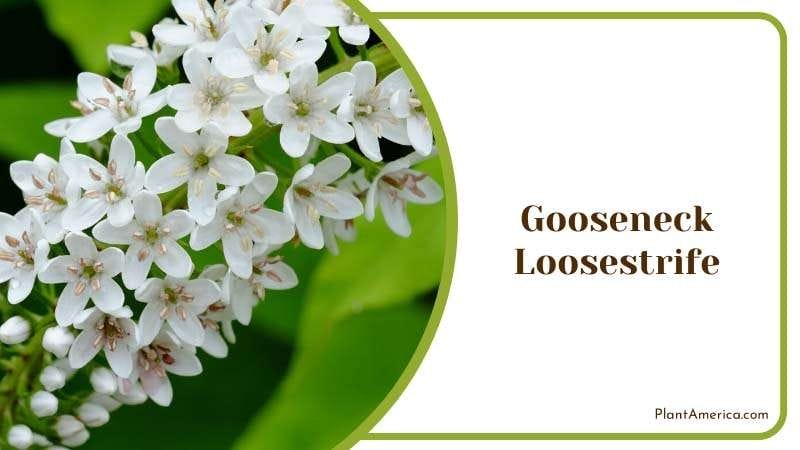 Gooseneck Loosestrife low maintenance needs Plant America
