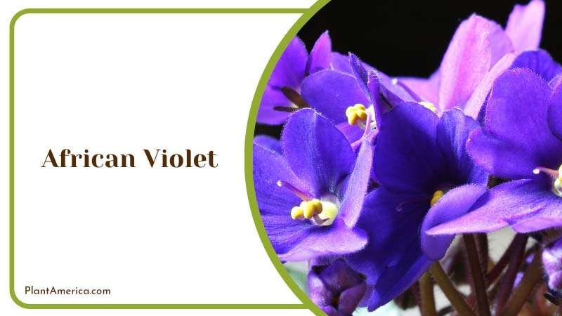 Gorgeous African Violets in a Garden Plant America Gorgeous African Violets in a Garden Plant America