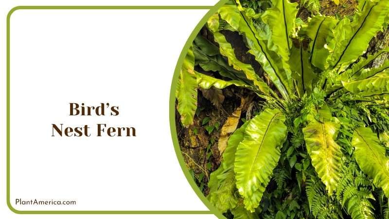 Gorgeous Birds Nest Fern Plant America