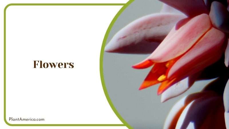 Gorgeous Flower of a Plant Plant America