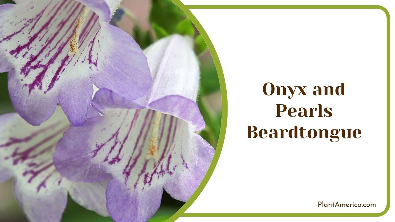 Gorgeous Onyx and Pearls Beardtongue Flower Plant America