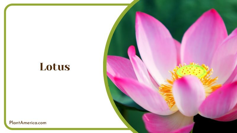 Gorgeous Pink Lotus Flower Plant America