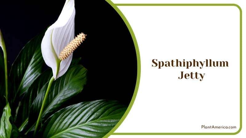 Gorgeous Variety Off Lush and Glossy PlantAmerica