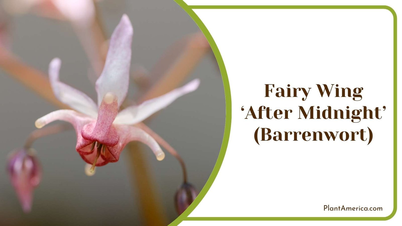 Gorgeous Wild Fairy Wing ‘After Midnight Barrenwort Plant America