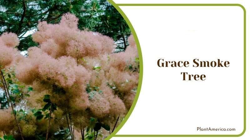 Grace Smoke Tree PlantAmerica