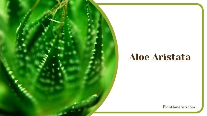 Graceful Aloe Aristata