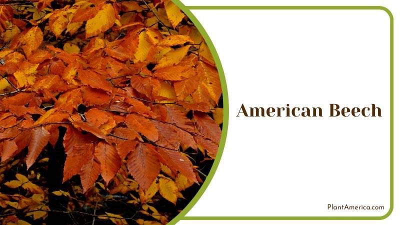 Graceful American Beech Tree Plant America