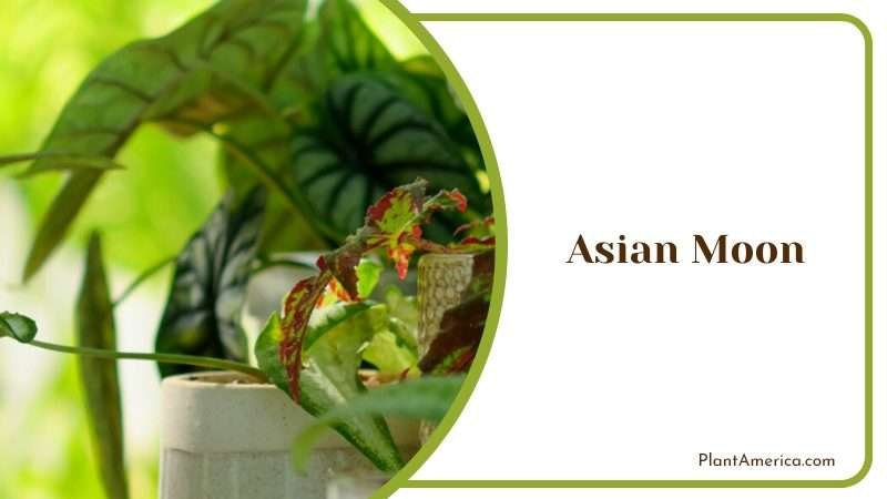 Graceful Asian Moon Hydrangea Plant America