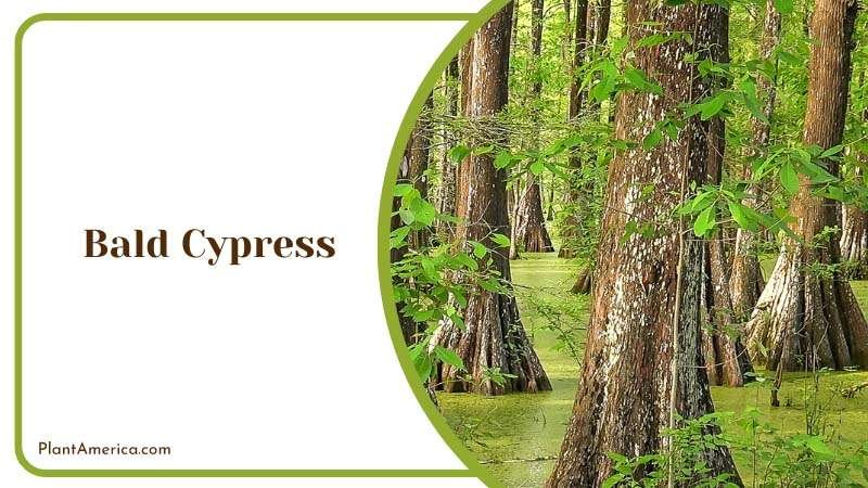 Graceful Bald Cypress Plant America Graceful Bald Cypress Plant America