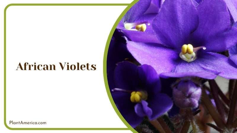 Graceful Beauties of African Violets Plant America