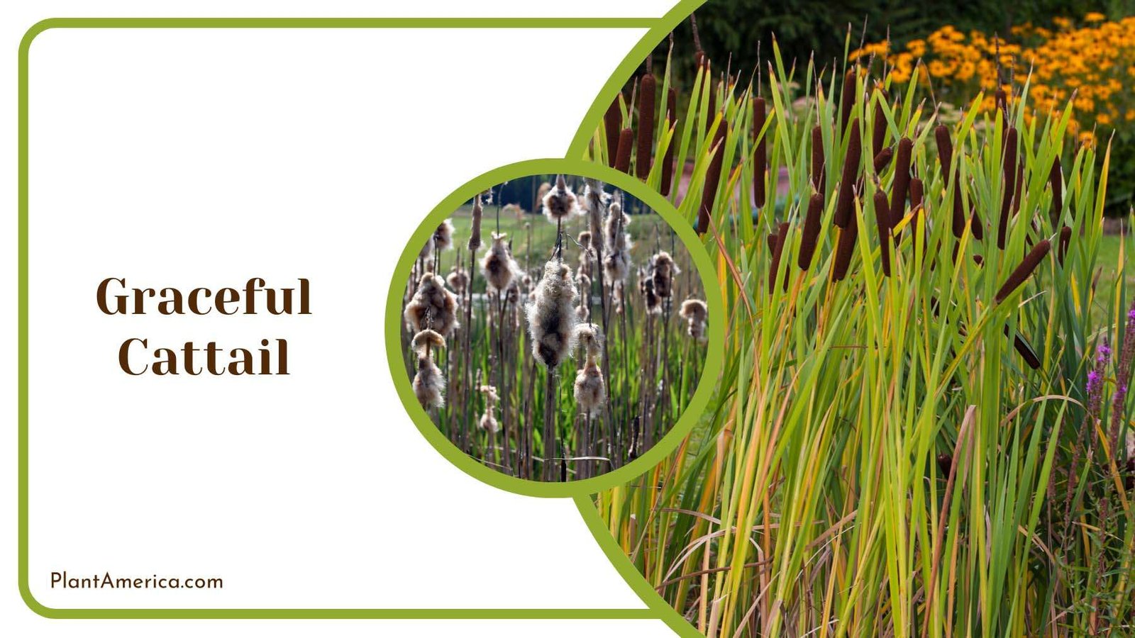 Graceful Cattail Growing in a Swamp Plant America