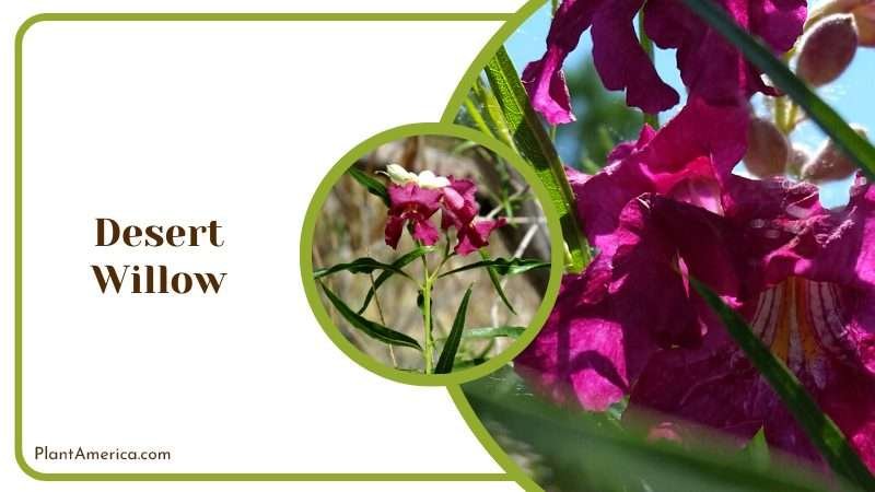 Graceful Desert Willow Tree PlantAmerica Graceful Desert Willow Tree PlantAmerica