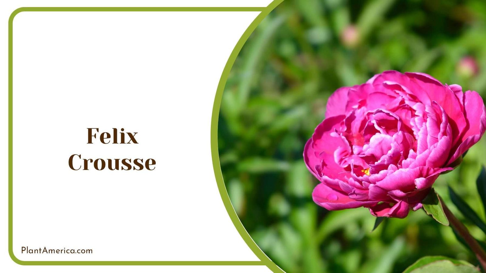 Graceful Felix Crousse Plant America