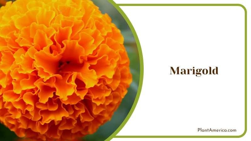 Graceful Marigold Flower Plant America
