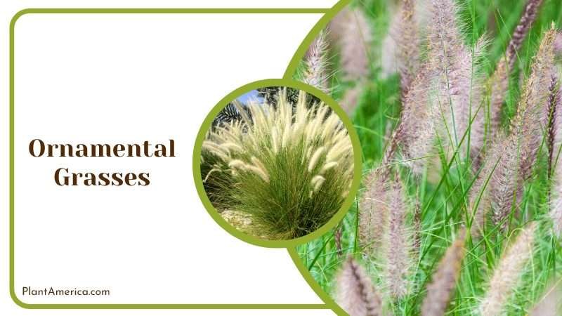 Graceful Ornamental Grasses PlantAmerica