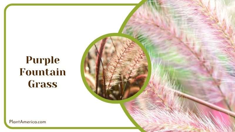 Graceful Purple Fountain Grass Plant America
