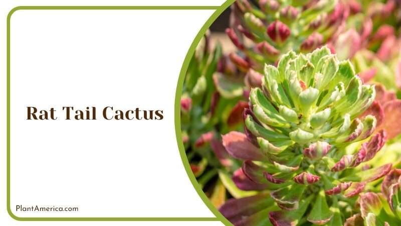 Graceful Rat Tail Cactus Plant America