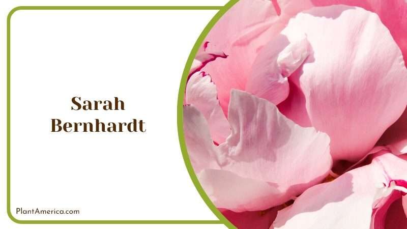 Graceful Sarah Bernhardt Peony Plant America
