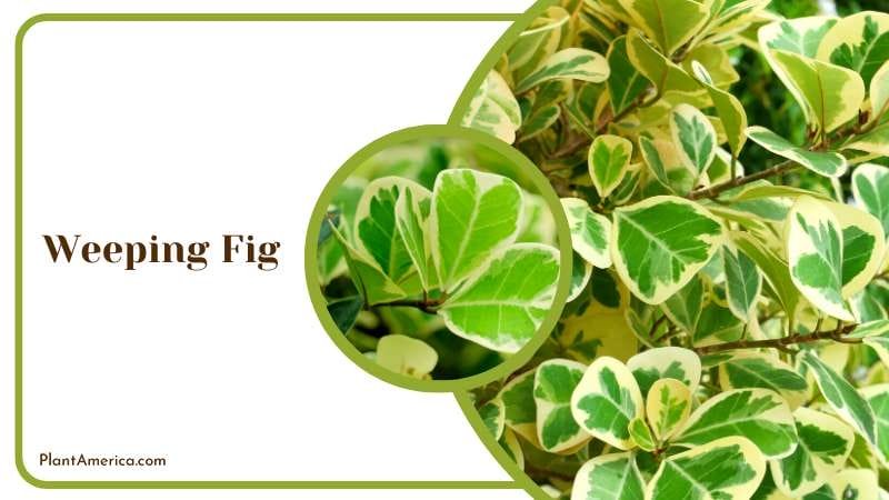 Graceful Weeping Fig Tree Plant America