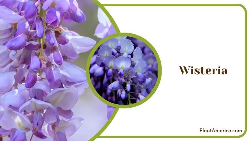 Graceful Wisteria Vines Plant America Graceful Wisteria Vines Plant America