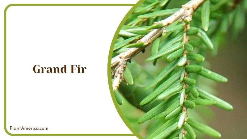Grand Fir PlantAmerica