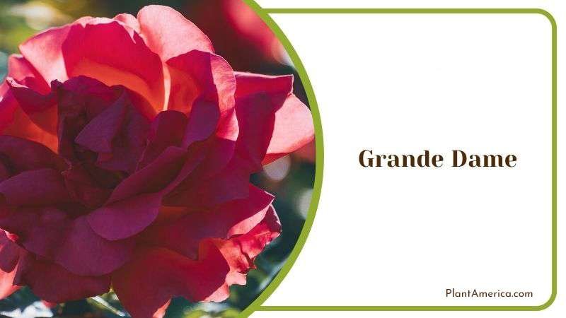 Grande Dame Plant America
