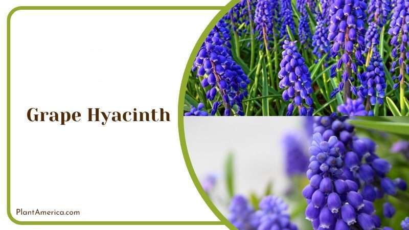 Grape Hyacinth Plant America