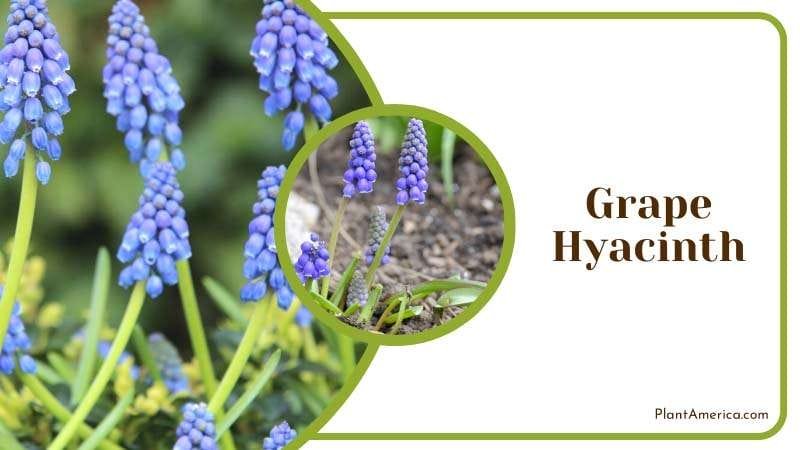 Grape Hyacinth has small grape like blooms PlantAmerica