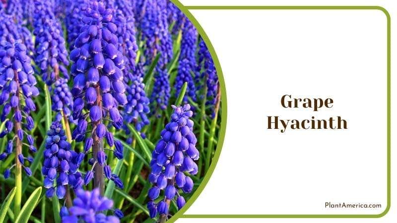 Grape Hyacinth look like a purple grape Plant America
