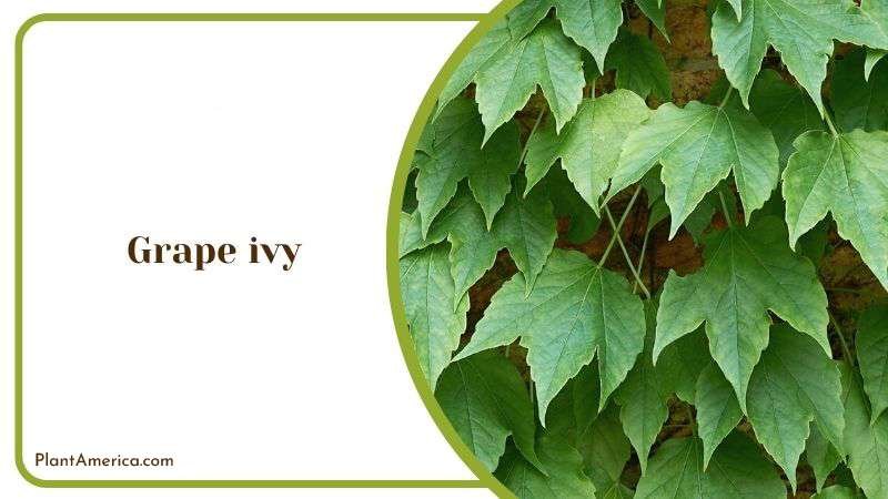 Grape ivy Plant America 1