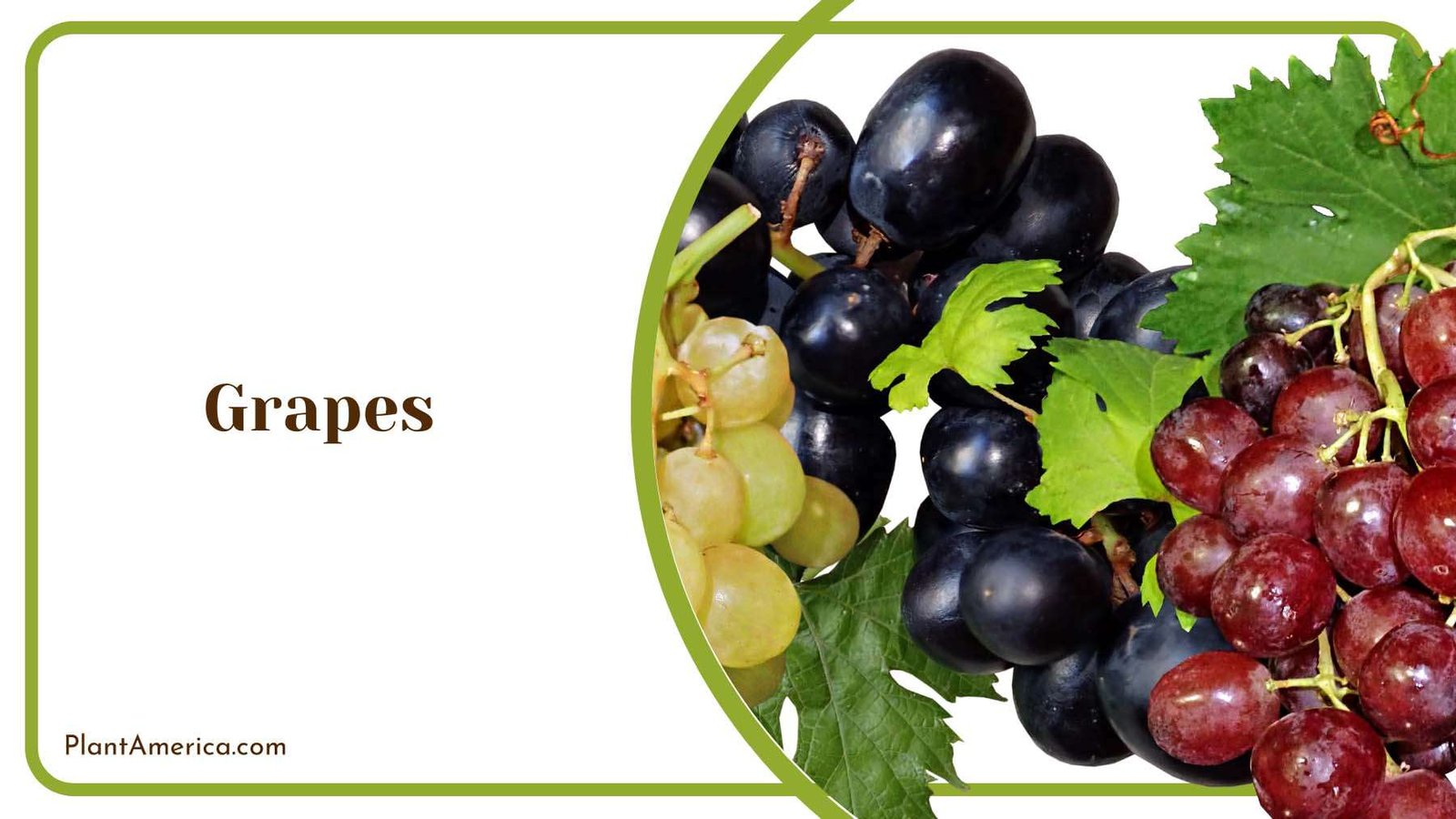 Grapes Sweet Fruit Plant America