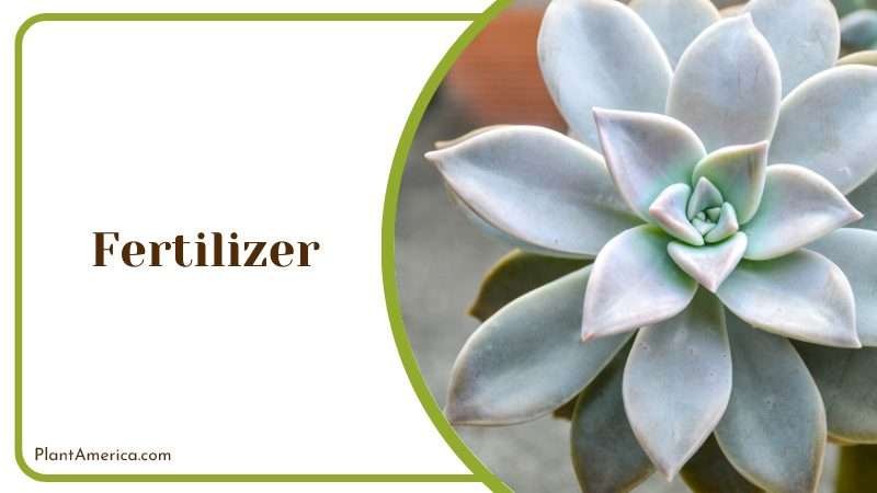 Graptopetalum Paraguayense Growth Indoors Plant America Graptopetalum Paraguayense Growth Indoors Plant America