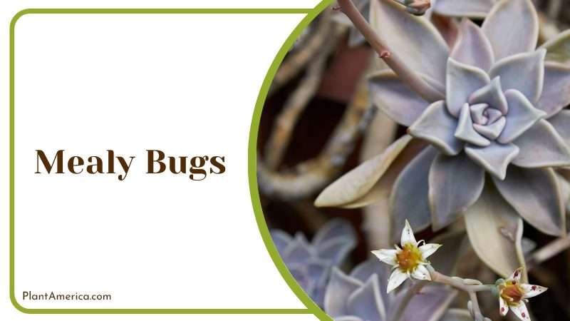 Graptopetalum Paraguayense Mealy Bugs Problem Plant America Graptopetalum Paraguayense Mealy Bugs Problem Plant America