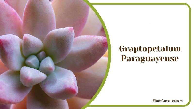 Graptopetalum Paraguayense Plant America