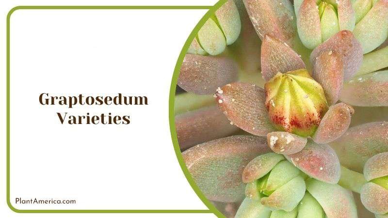 Graptosedum Varieties Plant America