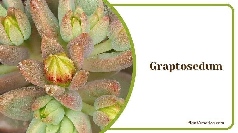 Graptosedum a Succulent Plant Plant America